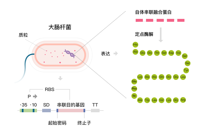 采用特有的酶切技術(shù)，酶切特異性強(qiáng)，純度極高